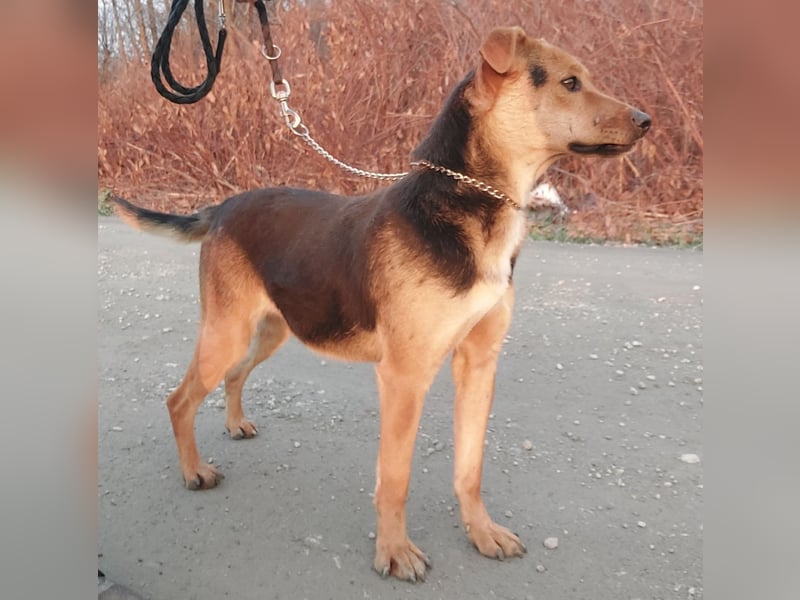 Mishka ein lebhaftes verschmustes Mädchen