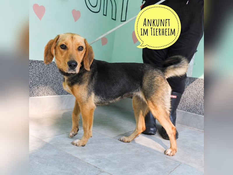 Petty ein Herzenshund