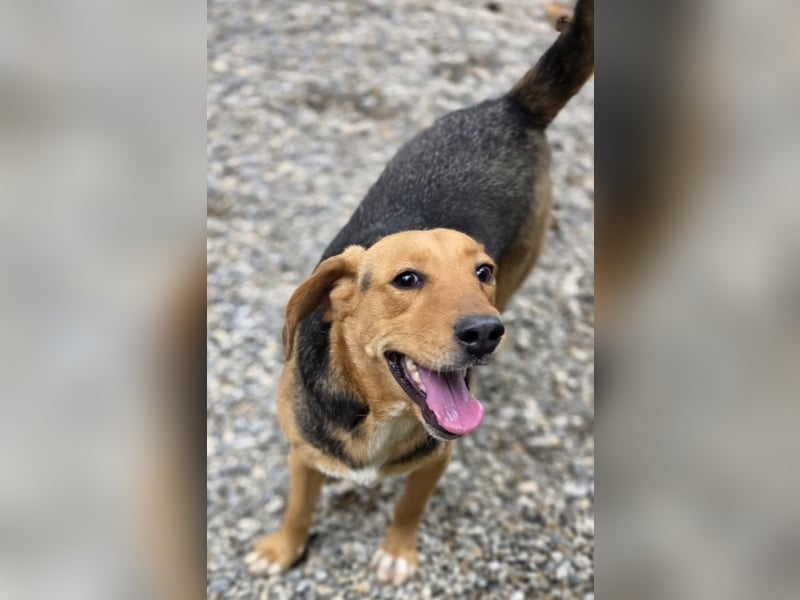 Petty ein Herzenshund