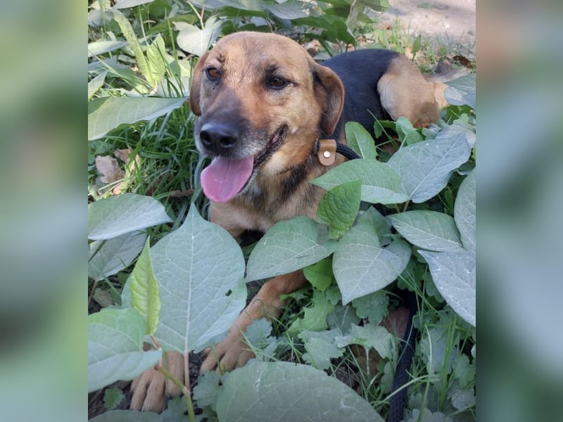 Nemo wartet seit 6 Jahren in Tierheim