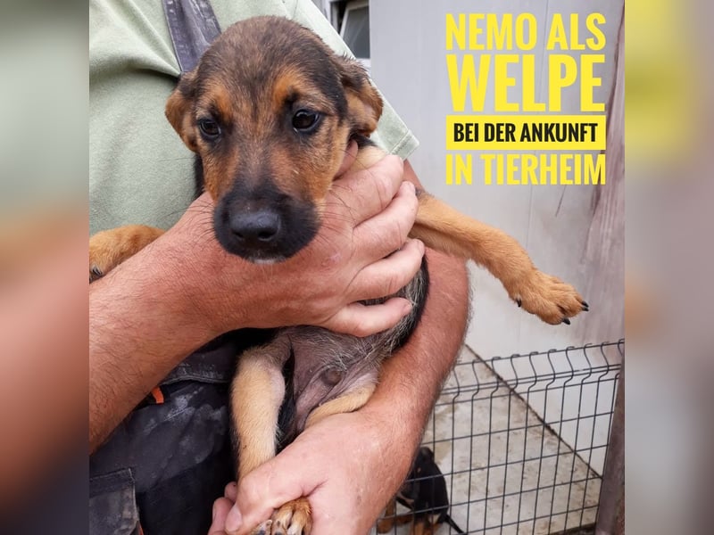 Nemo wartet seit 6 Jahren in Tierheim
