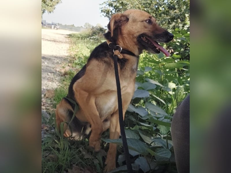 Nemo wartet seit 6 Jahren in Tierheim