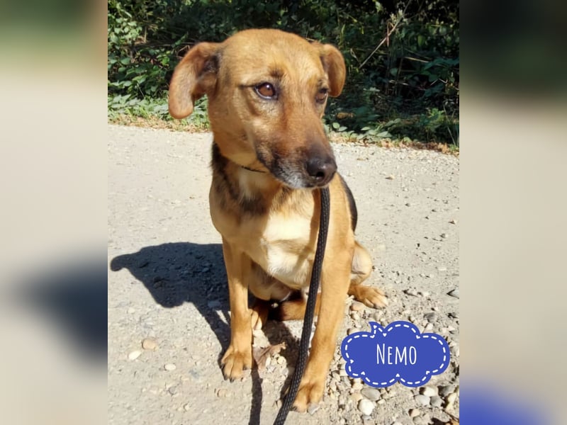 Nemo wartet seit 6 Jahren in Tierheim