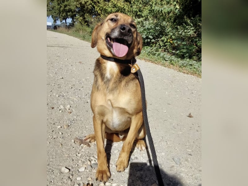 Nemo wartet seit 6 Jahren in Tierheim