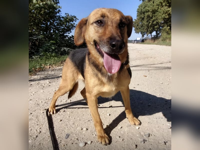 Nemo wartet seit 6 Jahren in Tierheim