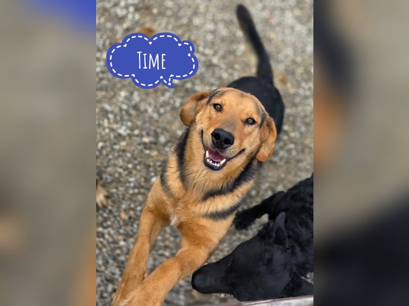 Time ein absoluter Familienhund