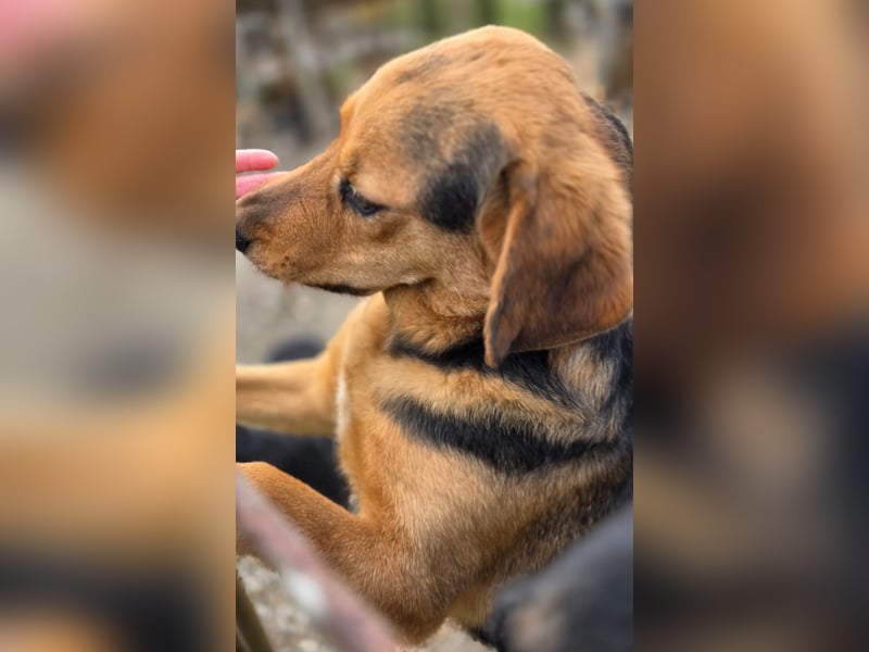 Time ein absoluter Familienhund