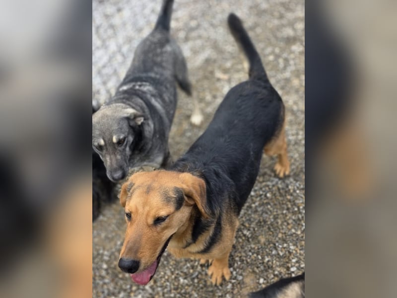 Time ein absoluter Familienhund