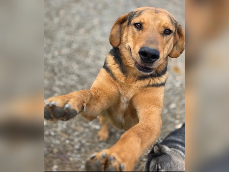 Time ein absoluter Familienhund