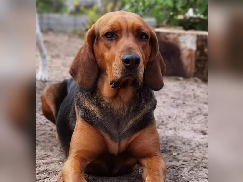 Polnische Bracke FCI Wurf Ankündigung Juli 2025 FCI Züchter