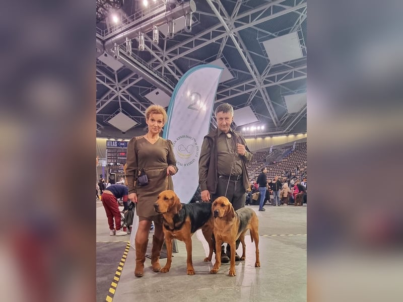 Polnische Bracke FCI Wurf Ankündigung Juli 2025 FCI Züchter