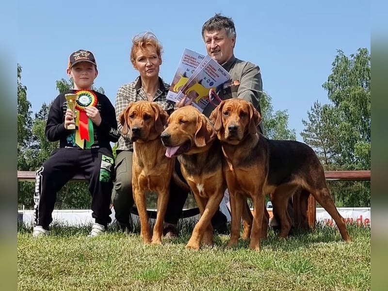 Polnische Bracke FCI Wurf Ankündigung Juli 2025 FCI Züchter