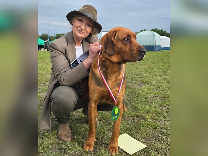 Polnische Bracke FCI Wurf Ankündigung Juli 2025 FCI Züchter