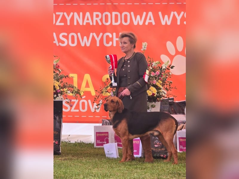 Polnische Bracke FCI Wurf Ankündigung Juli 2025 FCI Züchter