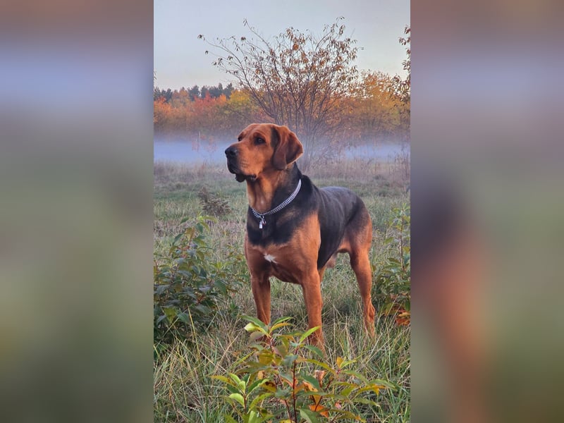 Polnische Bracke FCI Wurf Ankündigung Juli 2025 FCI Züchter