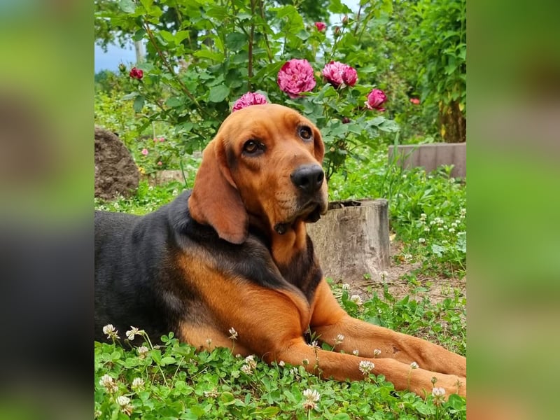 Polnische Bracke FCI Wurf Ankündigung Juli 2025 FCI Züchter