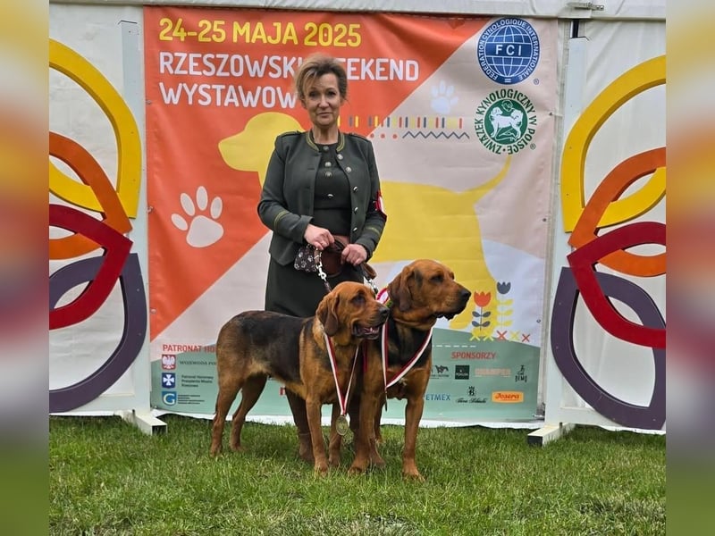 Polnische Bracke FCI Wurf Ankündigung Juli 2025 FCI Züchter