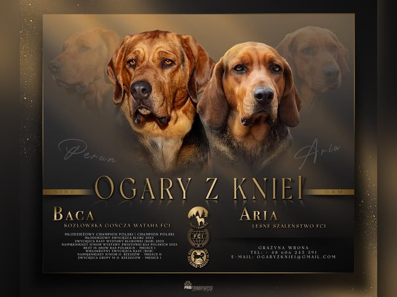 Polnische Bracke FCI Wurf Ankündigung Juli 2025 FCI Züchter