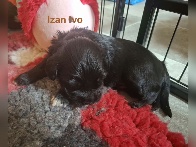 Polski Owczarek Nizinny PON