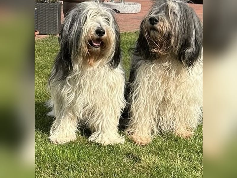 Polski Owczarek Nizinny - Polnischer Niederungs Hütehund -  PON