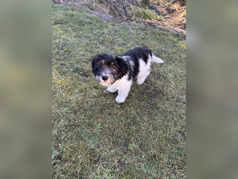 Polski Owczarek Nizinny - Polnischer Niederungs Hütehund -  PON