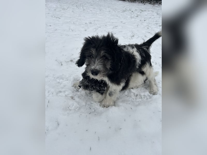 Polski Owczarek Nizinny - Polnischer Niederungs Hütehund -  PON