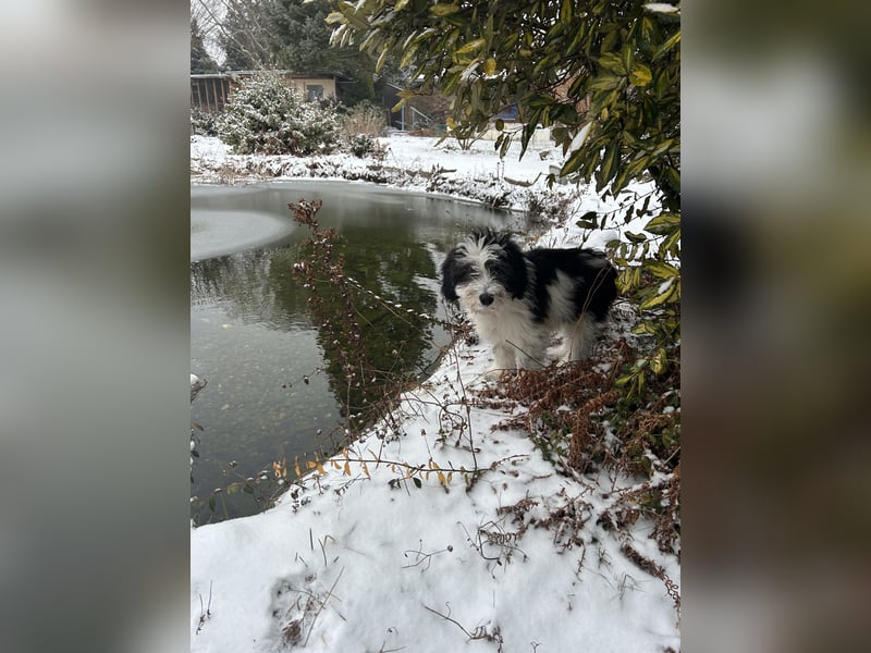Polski Owczarek Nizinny - Polnischer Niederungs Hütehund -  PON