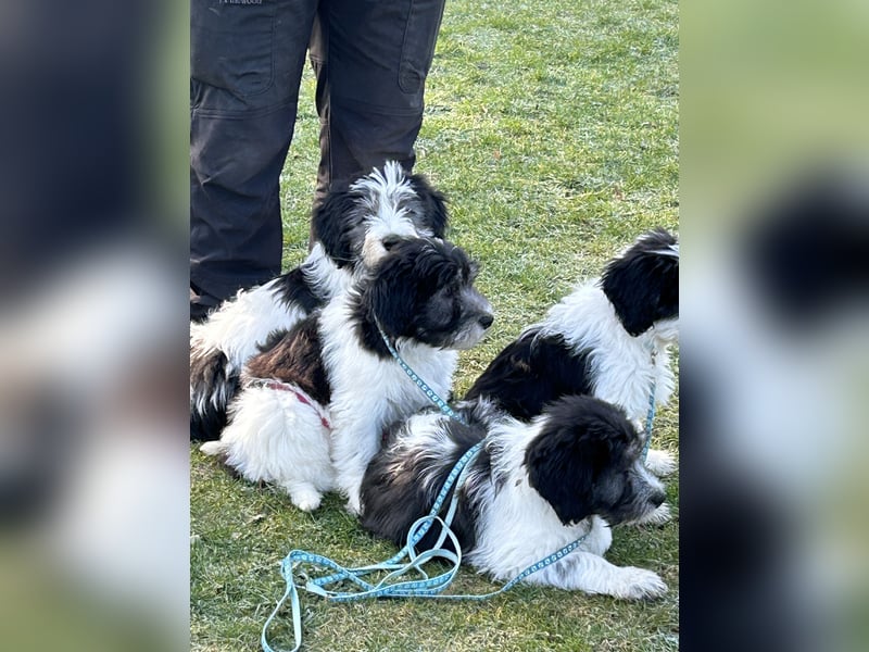 Polski Owczarek Nizinny - Polnischer Niederungs Hütehund -  PON