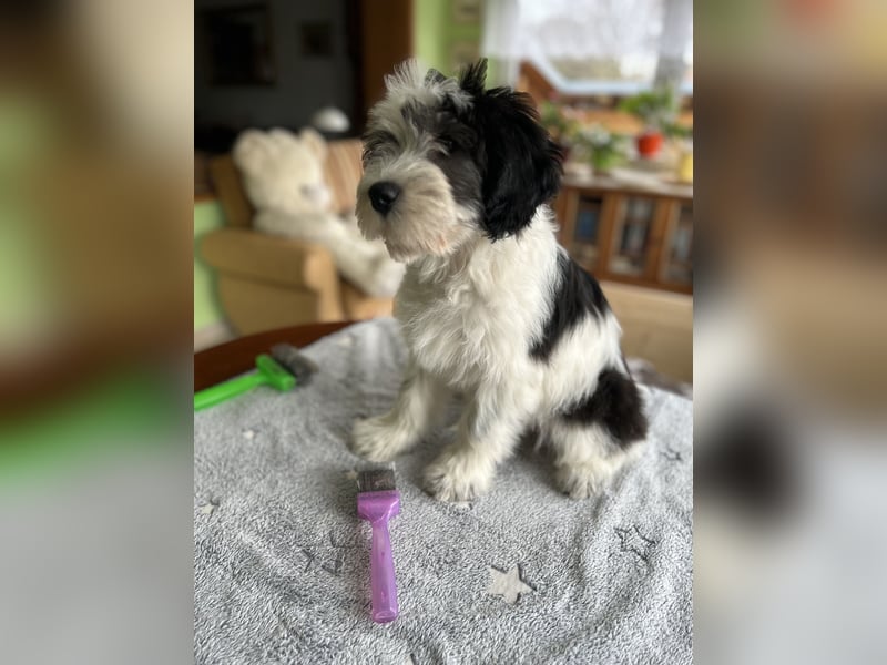 Polski Owczarek Nizinny - Polnischer Niederungs Hütehund -  PON