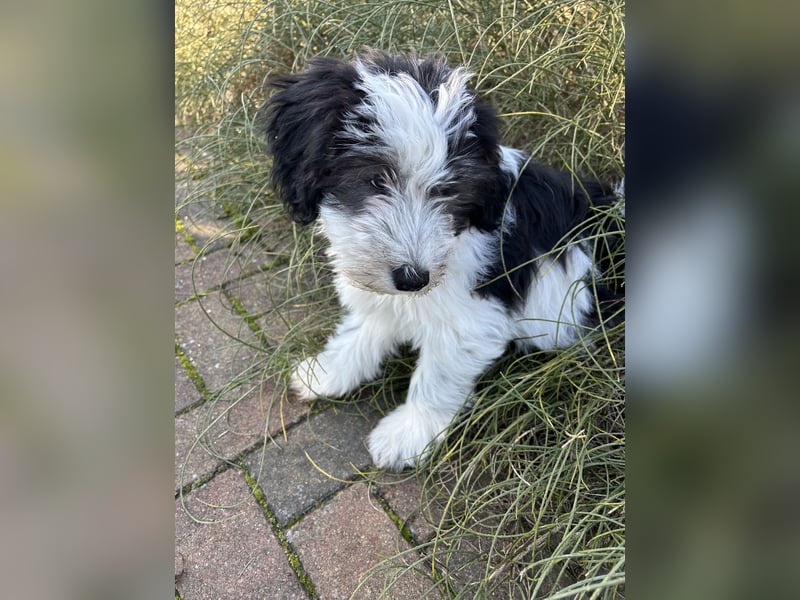 Polski Owczarek Nizinny - Polnischer Niederungs Hütehund -  PON