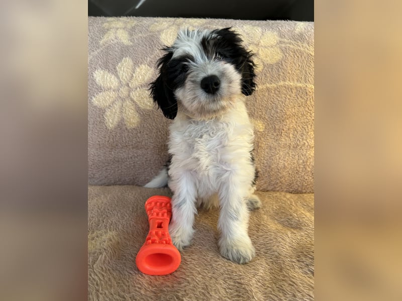 Polski Owczarek Nizinny - Polnischer Niederungs Hütehund -  PON