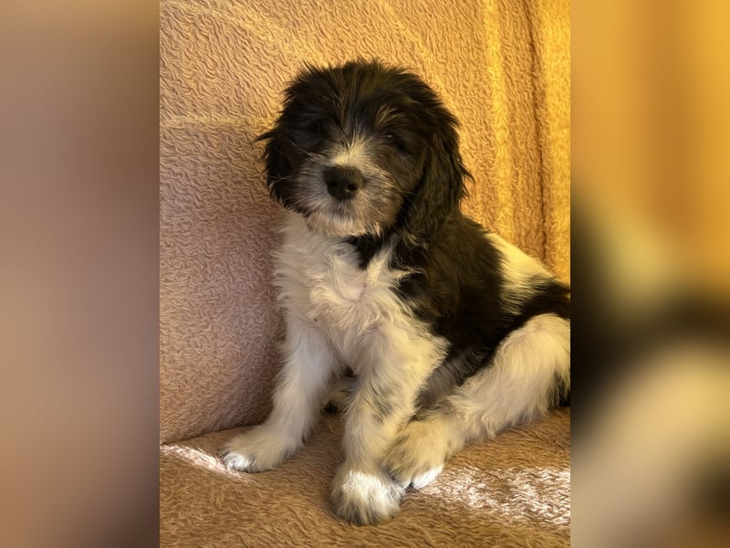 Polski Owczarek Nizinny - Polnischer Niederungs Hütehund -  PON