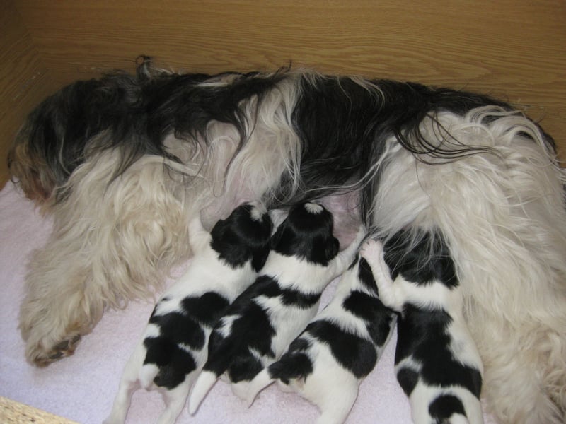Polski Owczarek Nizinny - Polnischer Niederungs Hütehund -  PON