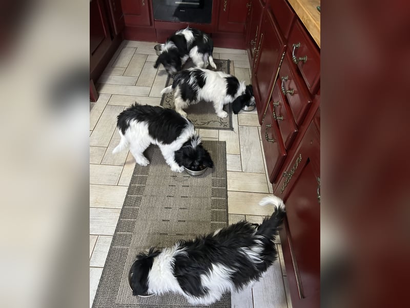 Polski Owczarek Nizinny - Polnischer Niederungs Hütehund -  PON
