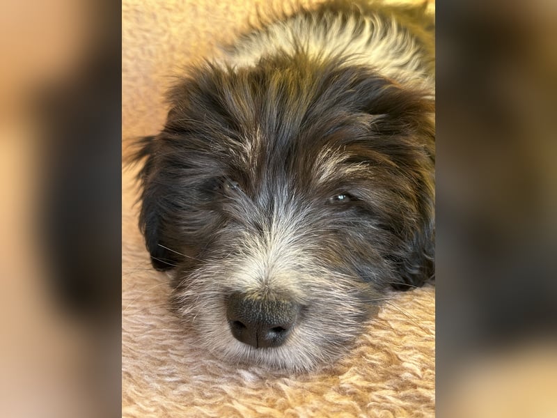 Polski Owczarek Nizinny - Polnischer Niederungs Hütehund -  PON