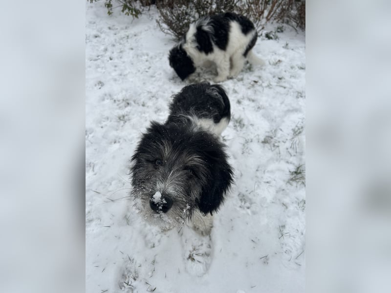Polski Owczarek Nizinny - Polnischer Niederungs Hütehund -  PON