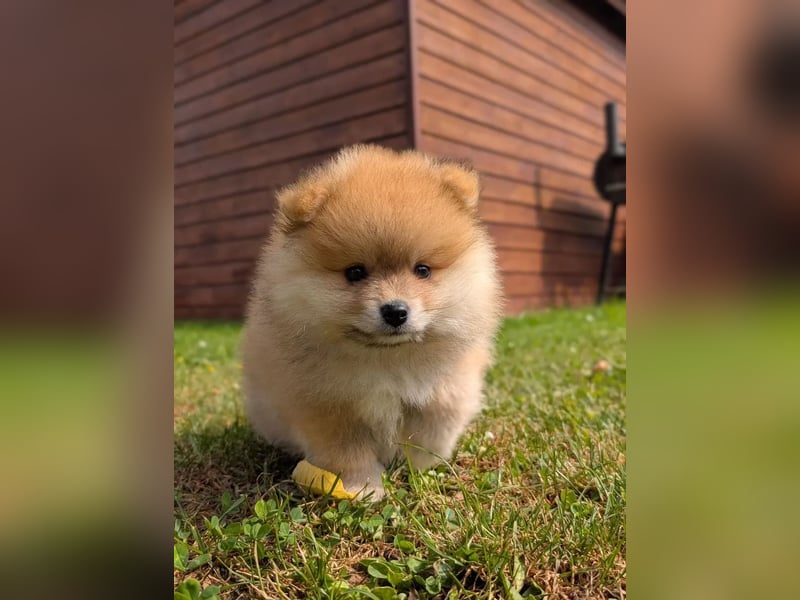 Pomeranian Zwergspitz Hündin – geimpft, entwurmt, gechipt, mit EU-Heimtierausweis