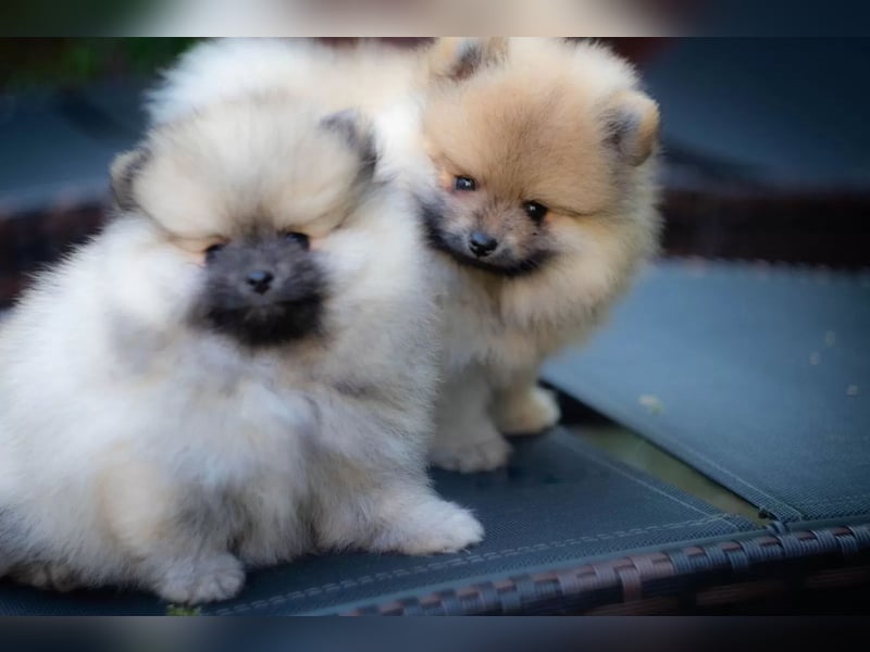 Pomeranian / Zwergspitz Hündin – geimpft, entwurmt, gechipt, mit EU-Heimtierausweis