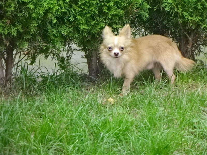 Hübsche Pomchi Jungs & Mädels suchen ein zuhause