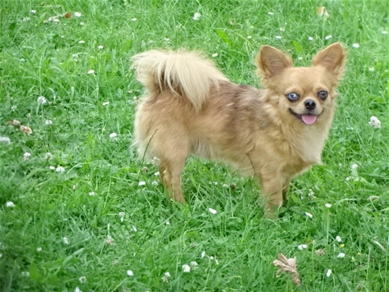 Hübsche Pomchi Jungs & Mädels suchen ein zuhause