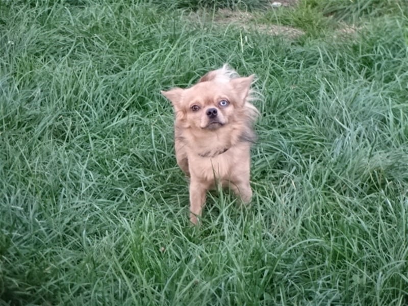 Hübsche Pomchi Jungs & Mädels suchen ein zuhause