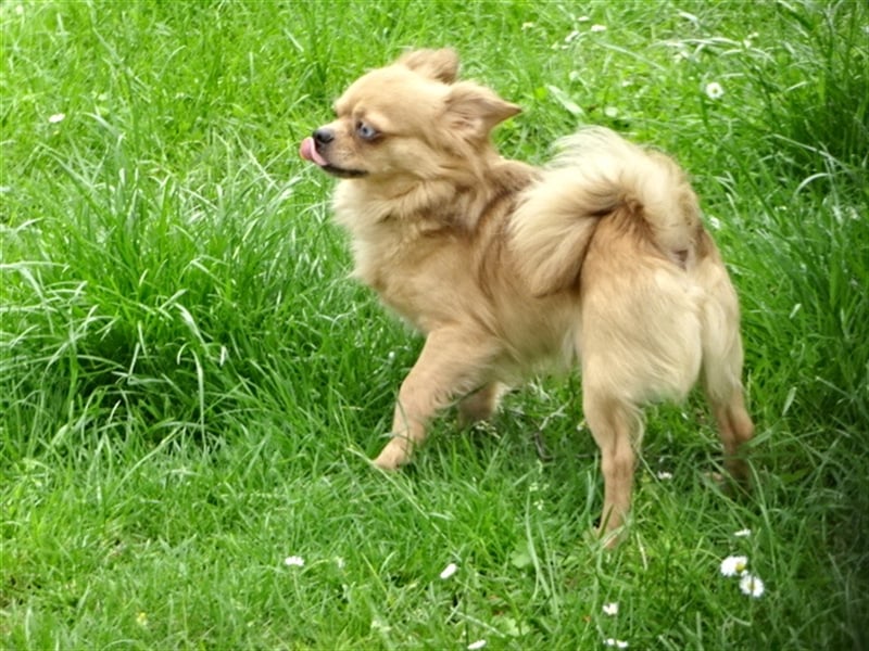 Hübsche Pomchi Jungs & Mädels suchen ein zuhause