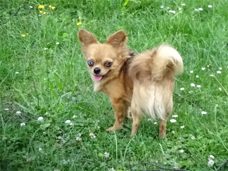 Hübsche Pomchi Jungs & Mädels suchen ein zuhause