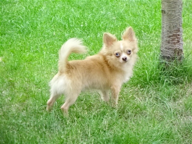 Hübsche Pomchi Jungs & Mädels suchen ein zuhause