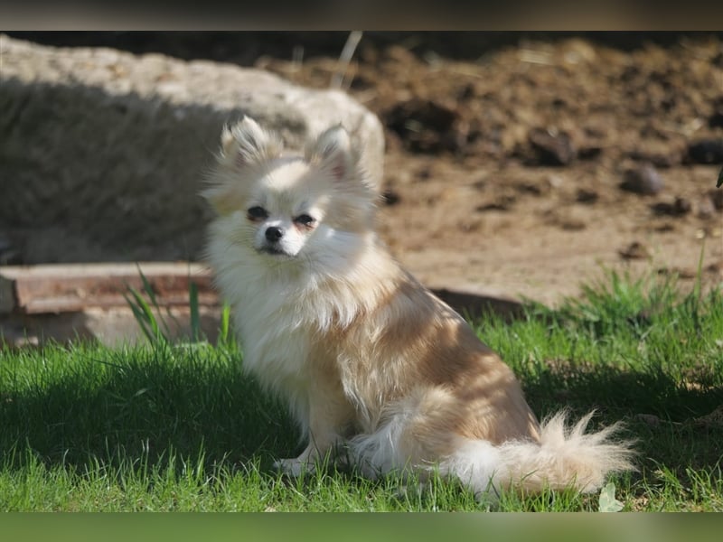 Pomchi Welpen Chihuahua Pomeranian