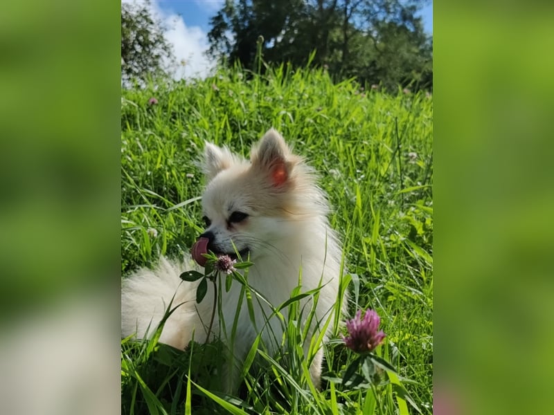 Pomchi Welpen Chihuahua Pomeranian