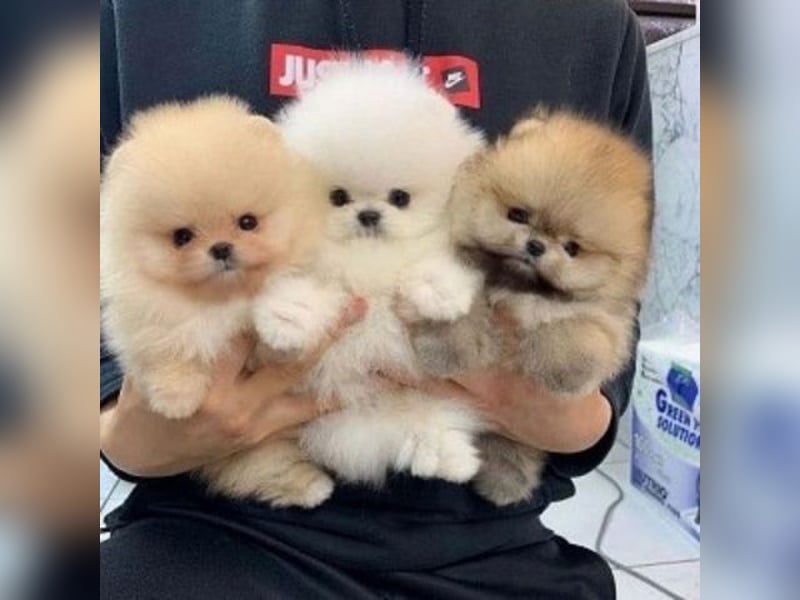 Pomeranian / Zwergspitz   welpen Hündin – geimpft, entwurmt, gechipt, mit EU-Heimtierausweis