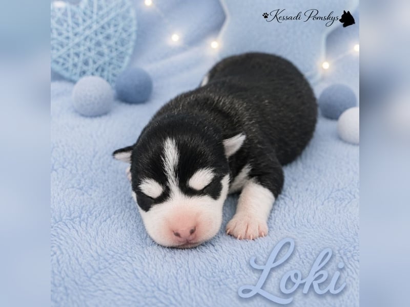 Typvolle Pomskywelpen suchen ihr Traumzuhause