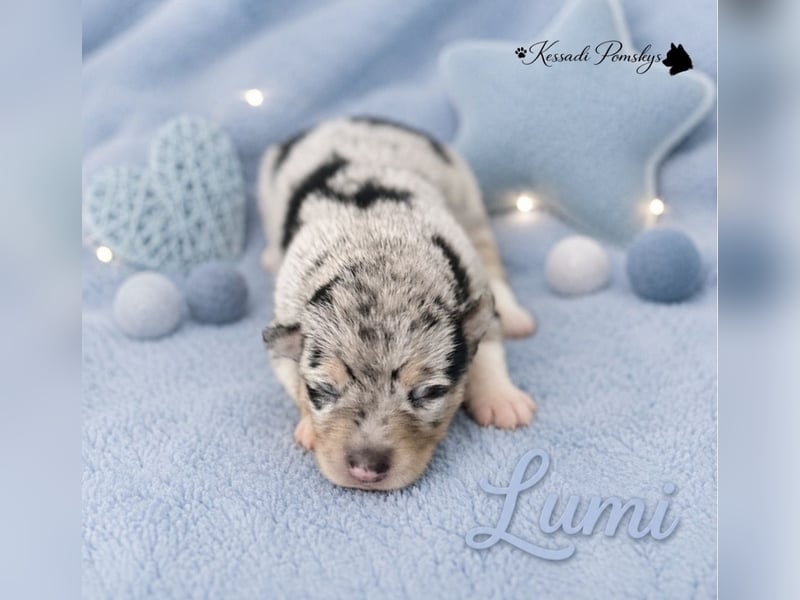 Typvolle Pomskywelpen suchen ihr Traumzuhause