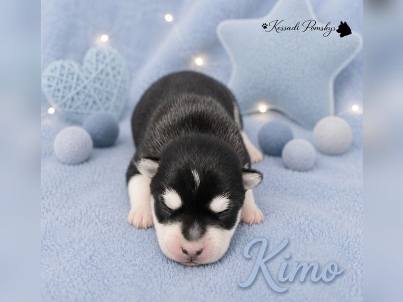 Typvolle Pomskywelpen suchen ihr Traumzuhause